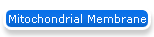 Mitochondrial Membrane