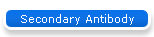 Secondary Antibody